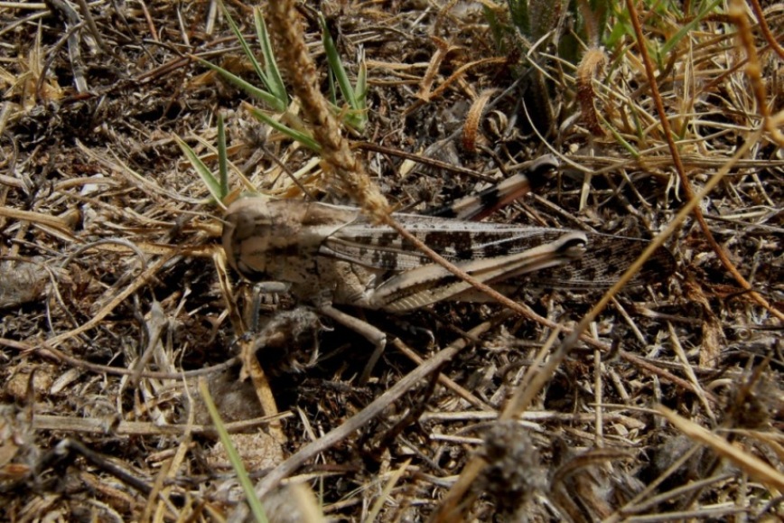 Acrididae: Locusta migratoria cinerascens e Oedaleus decorus